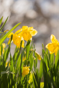 Yellow Narcissus, Early spring, Garden, Finland Yellow Narcissus, Early spring, Garden, Finland